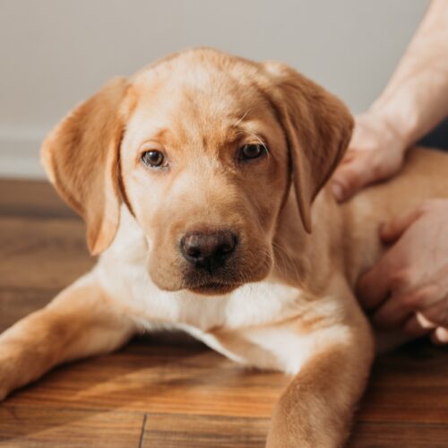A beige labrador retriever puppy lies on the floor and is petted by its owner. Friendship of animals