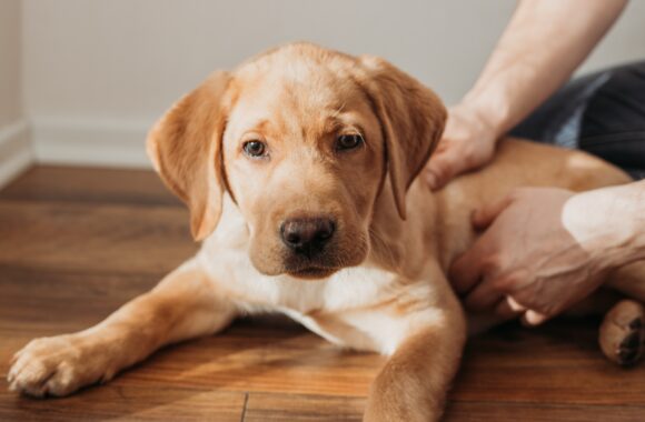 A beige labrador retriever puppy lies on the floor and is petted by its owner. Friendship of animals