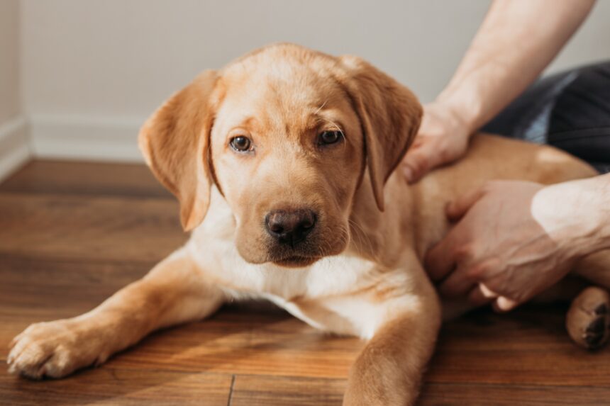 A beige labrador retriever puppy lies on the floor and is petted by its owner. Friendship of animals A beige labrador retriever puppy lies on the floor and is petted by its owner. Friendship of animals