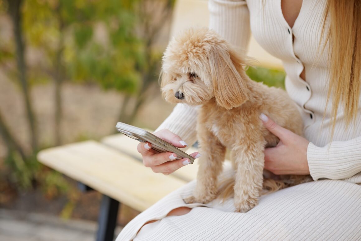 Adorable dog and woman using smartphone on bench, cozy lifestyle moment with pet.