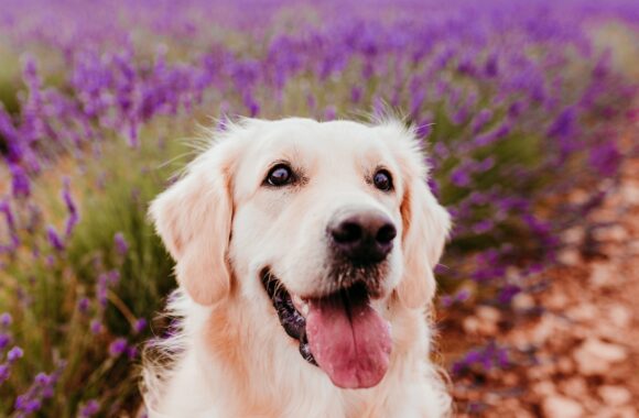 beautiful Golden Retriever dog in purple lavender field at sunset. Pets in nature and lifestyle