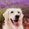 beautiful Golden Retriever dog in purple lavender field at sunset. Pets in nature and lifestyle
