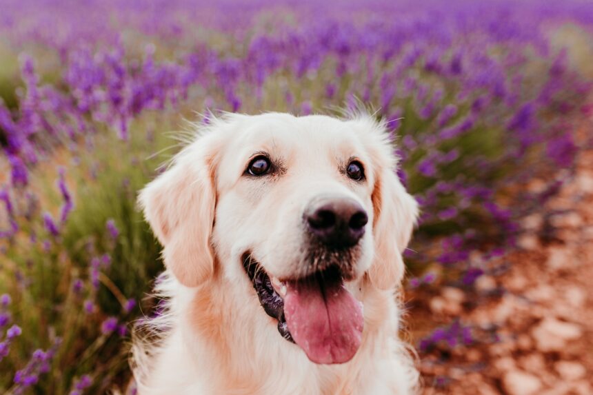 beautiful Golden Retriever dog in purple lavender field at sunset. Pets in nature and lifestyle beautiful Golden Retriever dog in purple lavender field at sunset. Pets in nature and lifestyle