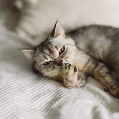 Gray Scottish Straight cat sleeping. Happy Pet