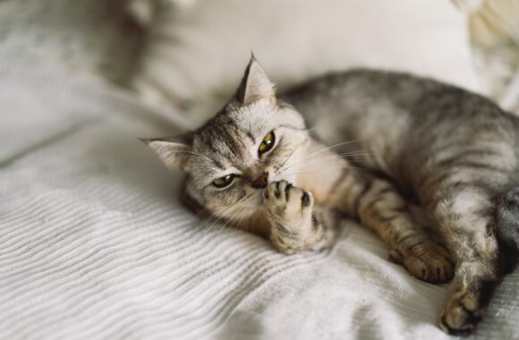 Gray Scottish Straight cat sleeping. Happy Pet