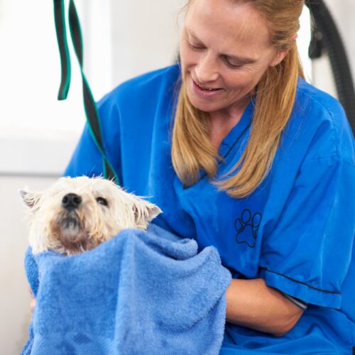 Woman drying dog's fur in pet salon