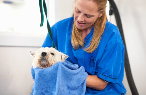 Woman drying dog's fur in pet salon