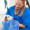 Woman drying dog's fur in pet salon