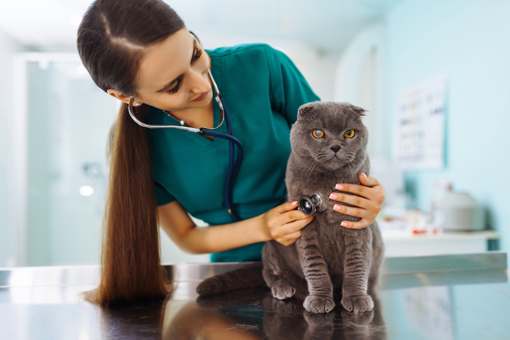 Woman veterinarian examining cat on table in veterinary clinic. medicine treatment of pets.