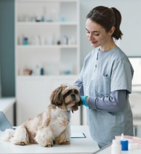 Young brunette female veterinarian examining cute pet of client
